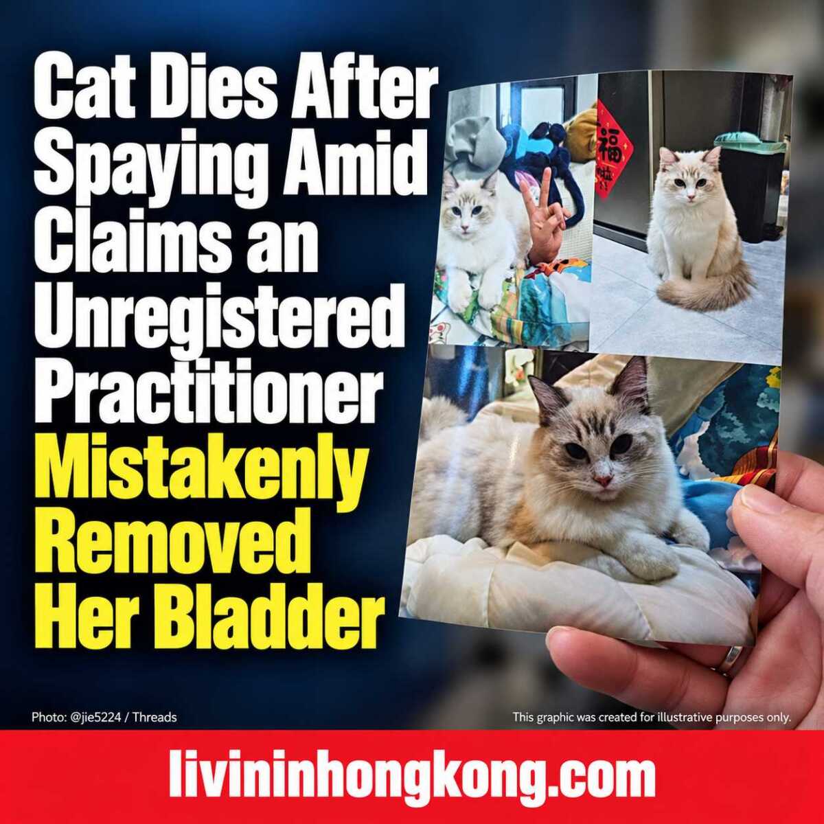 Ni Ni photographic collage with the headline: Cat Dies After Spaying Amid Claims an Unregistered Practitioner Mistakenly Removed Her Bladder